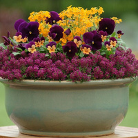 Аватарка Елена Сухожмыхина