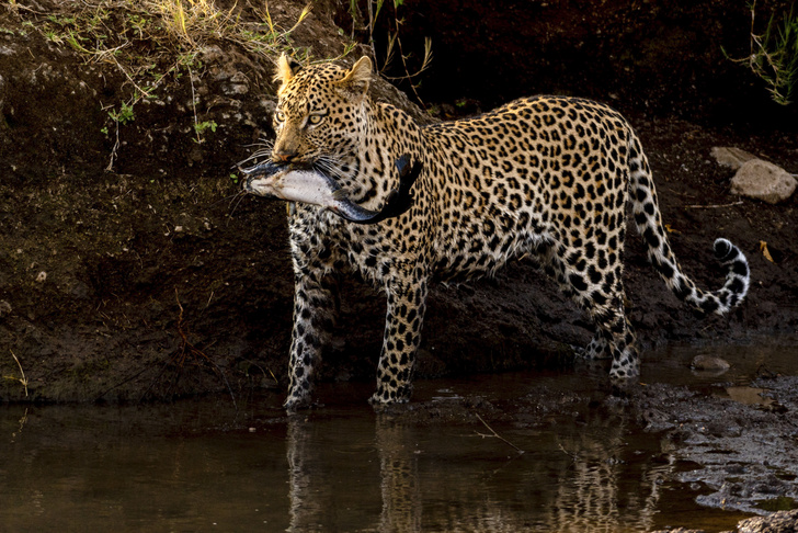 Леопард поймал сома в Ботсване
