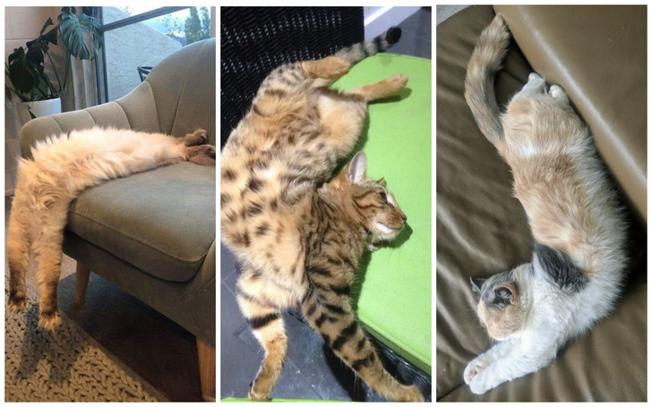 30 котиков, которые уснули в нелепых позах