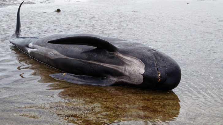 На Прощальной косе: в Новой Зеландии найдены десятки погибших дельфинов