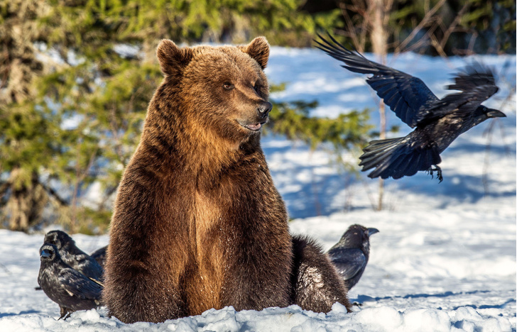 Бурый медведь наблюдает за полетом ворона