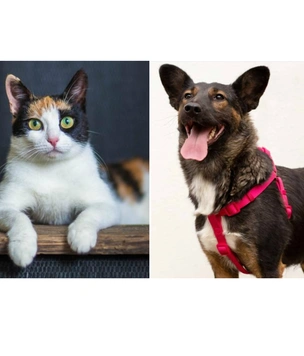 Котопёс недели: кошка Осень и собака Кася ждут своих людей