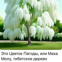 Аватарка cannylama