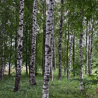 Аватарка Виктория