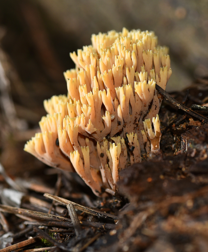 Кораллы, мозги, кубки: 3 причудливых гриба, встречающихся в российских лесах