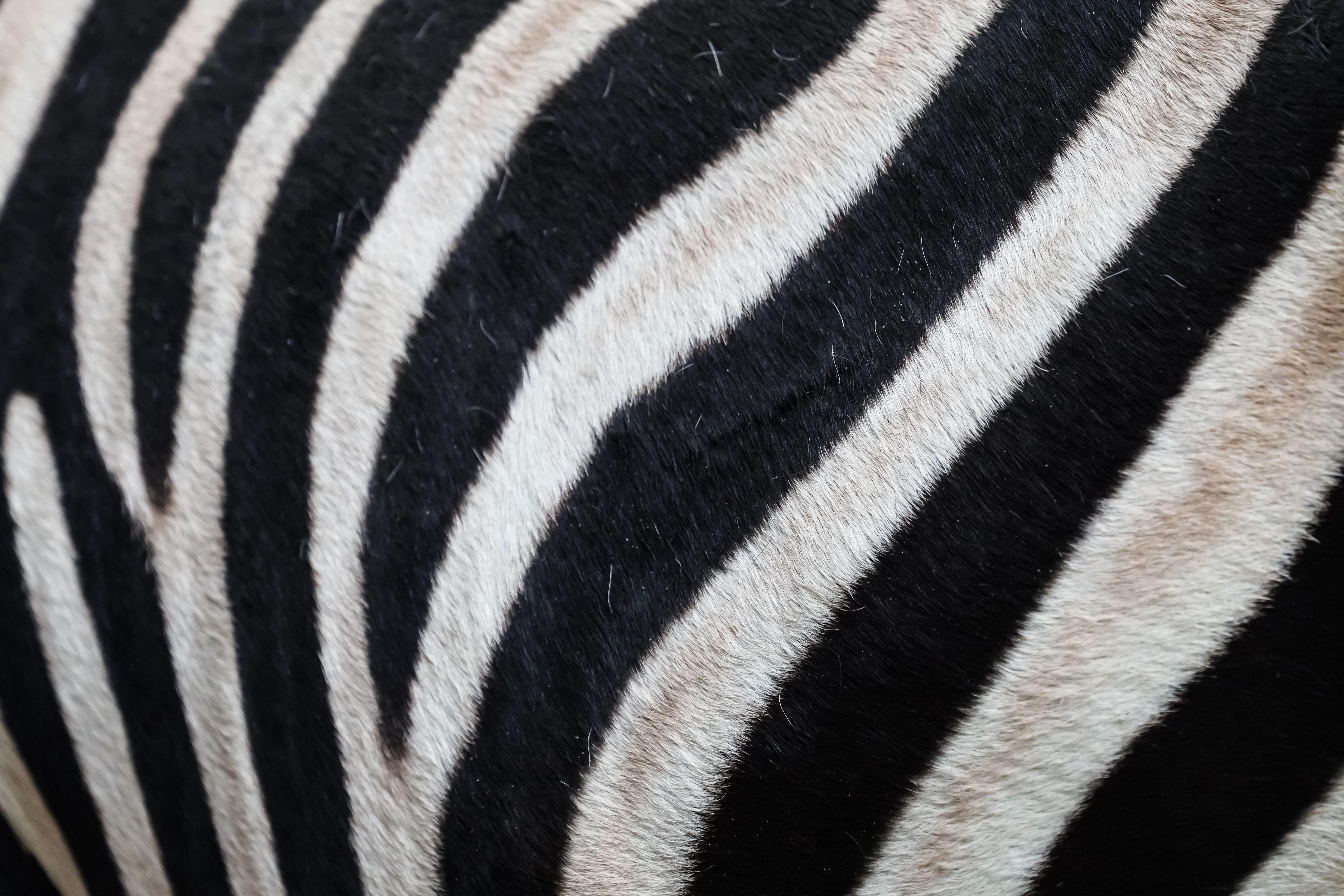 Лишенных шерсти. Zebra Stripe way PNG.