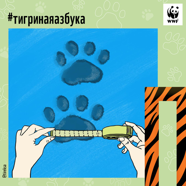 Тигры от А до Я: WWF России и Woman.ru выпустили карточки об амурском тигре