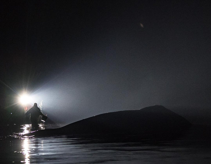 Раненый кит, застрявший в устье реки, тронул сердца тысяч людей