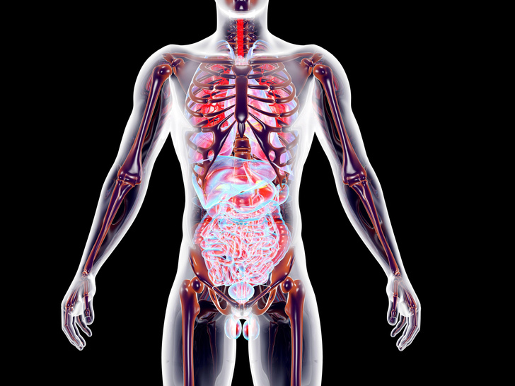 Полезные бесполезные органы: 5 рудиментов человеческого тела