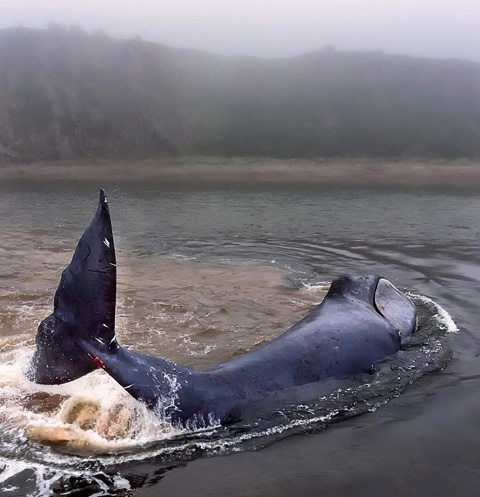 Раненый кит, застрявший в Хабаровском крае