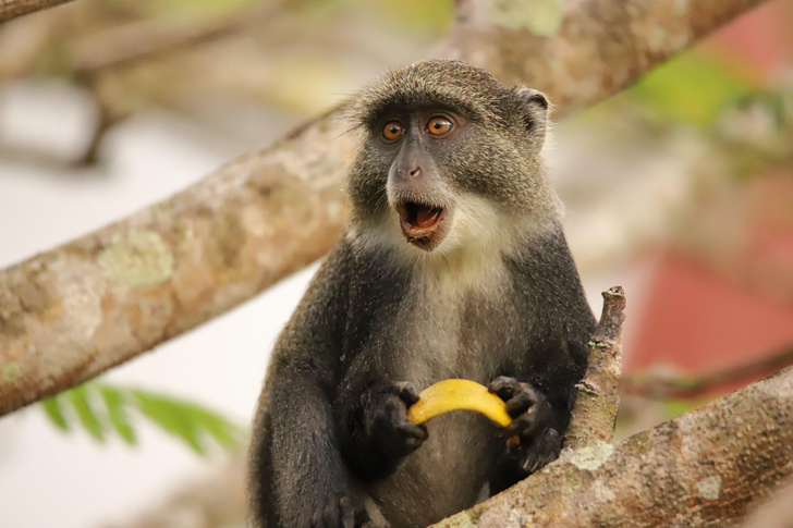 Эволюция не остановилась: у людей нашли 155 генов, которые появились после разделения с обезьянами