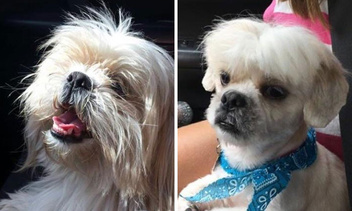 20 собак, которым не по душе их новая стрижка: фото до и после