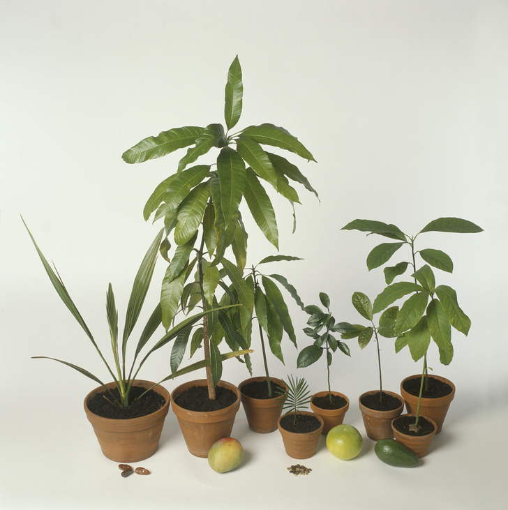 Авокадо, ананас, банан и другие деревья, которые можно вырастить дома