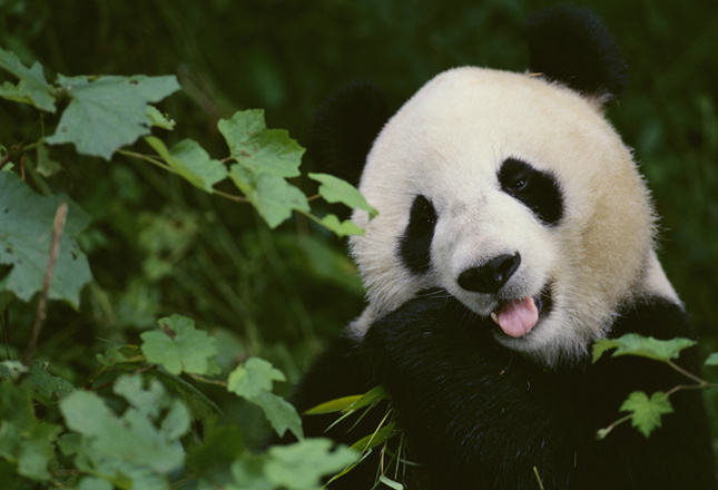 Самые милые животные фото