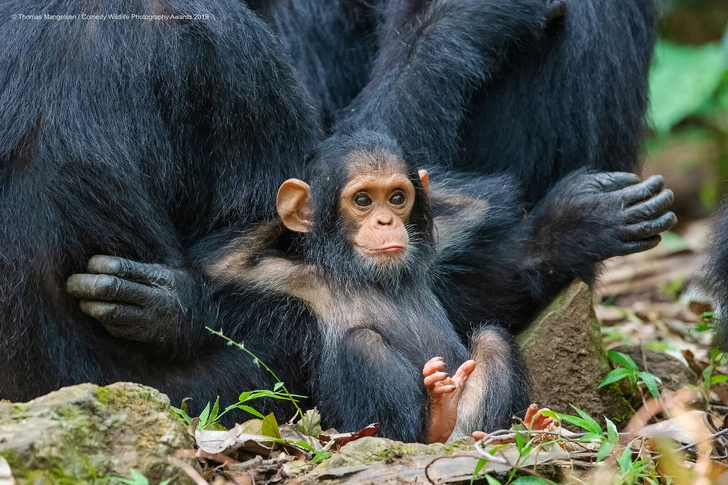 Самые смешные снимки животных в дикой природе за всю историю фотоконкурса Comedy Wildlife Photography Awards