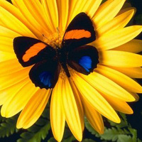 Аватарка Кирочка***