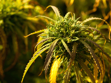 Аризона марихуана выращивание марихуаны как бизнес