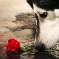 Аватарка feannewedd