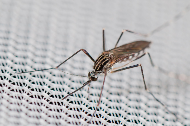 В Италии замечены корейские комары