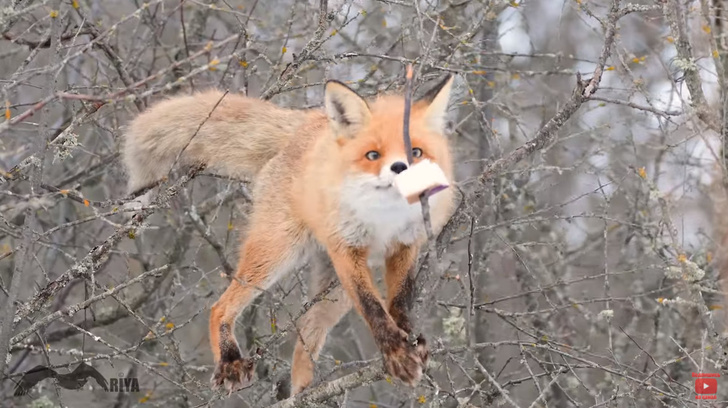 Фото №1 - В Крыму лиса научилась лазать по деревьям и воровать сало у синиц (видео)