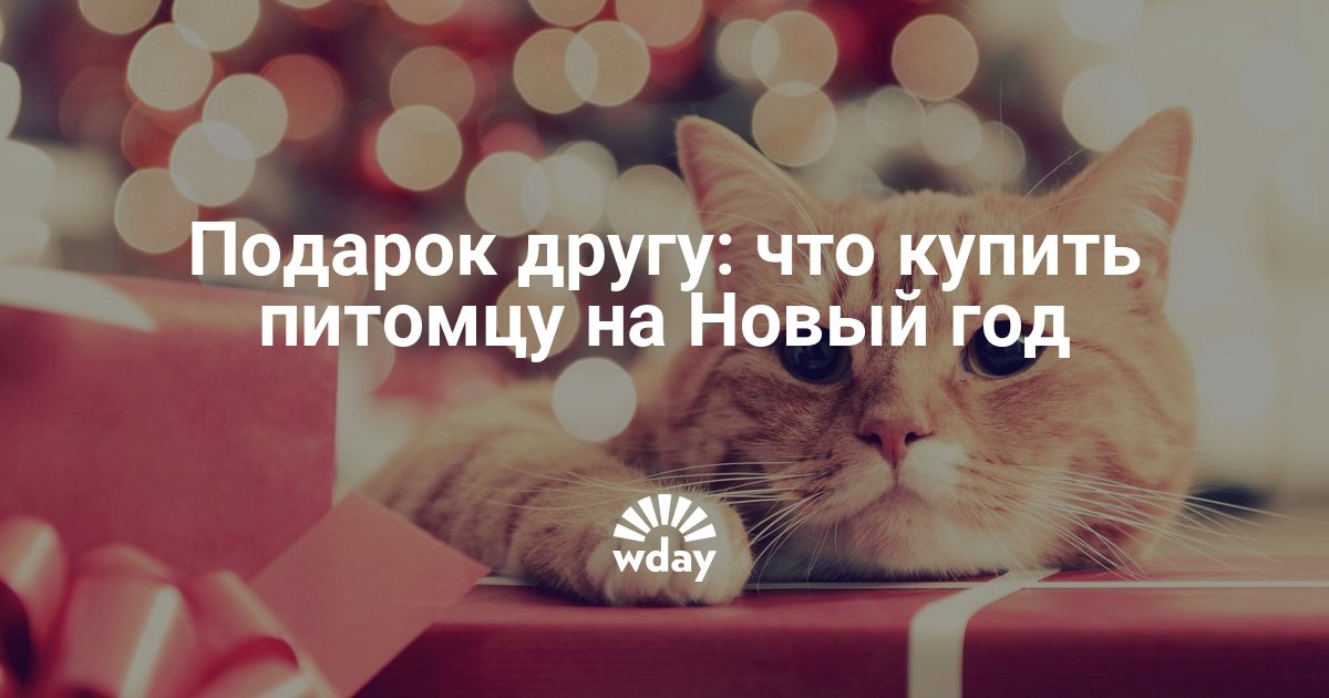 Подарок Коту На Новый Год Подарок Коту На Новый Год