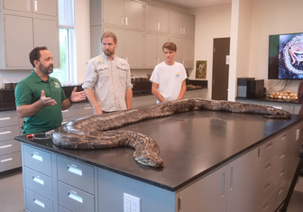 Съела оленя целиком: ученые хитростью поймали змею, которая 43 года терроризировала Флориду