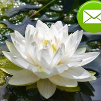 Аватарка edda