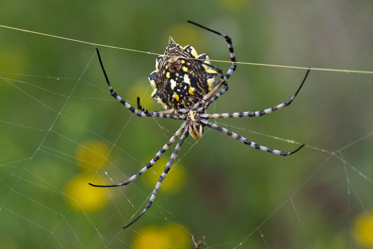 Когда дело сделано: арахнологи рассказали, зачем паук катапультируется от самки со скоростью 88 см/с