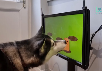 Посмотрите, как собаки увлечены новой компьютерной игрой! Ее придумали для пожилых животных