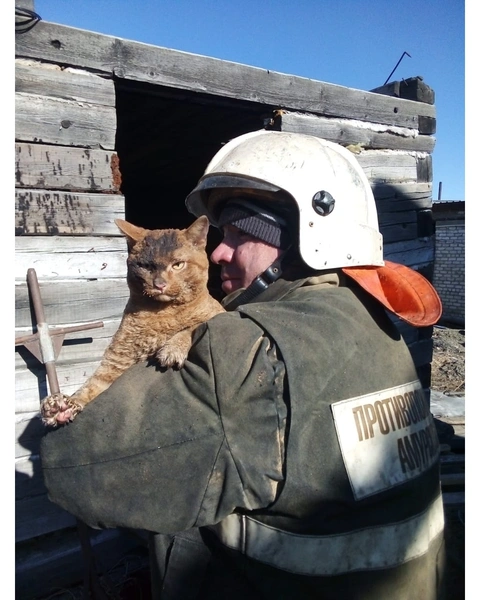 Кота спасли из горящего здания в Амурской области