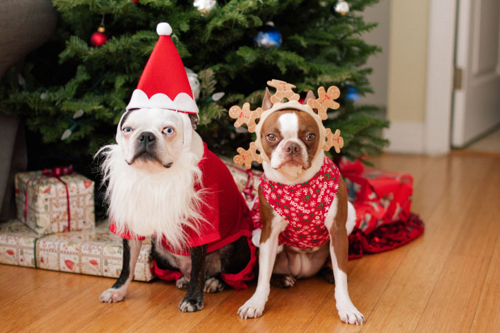 Собаки в наряде Деда мороза