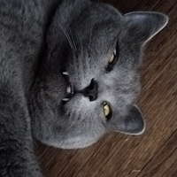 Аватарка Sileyz