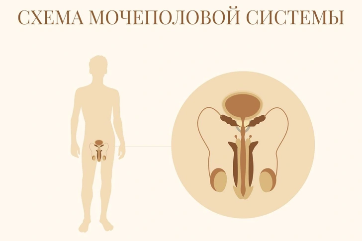 О чем грустят мужчины: секреты простаты в картинках