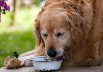 Будет реже болеть: эксперты сообщили, сколько раз в день нужно кормить собаку