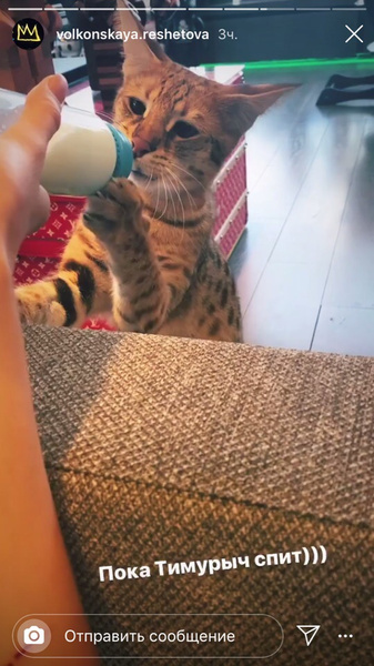 Анастасия Решетова кормит кошку грудным молоком