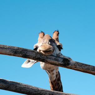 Тест: насколько вы любопытный? Выберите одного из 4 жирафов