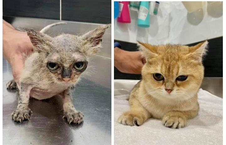 Обыкновенное чудо: фото котиков до и после «усыновления»