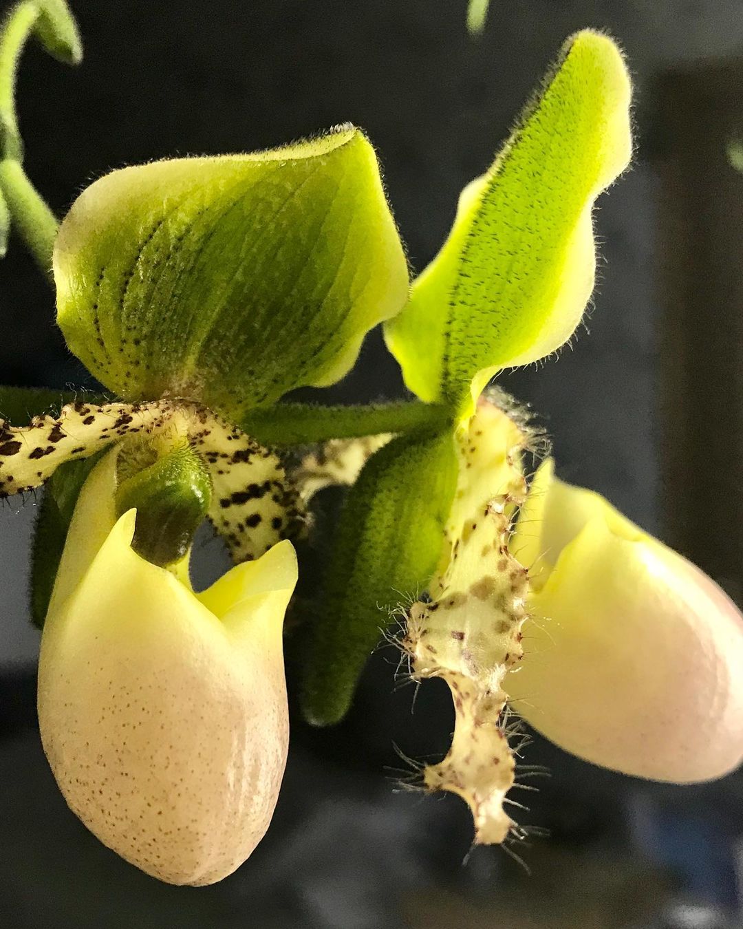 Орхидеи с необычными листьями