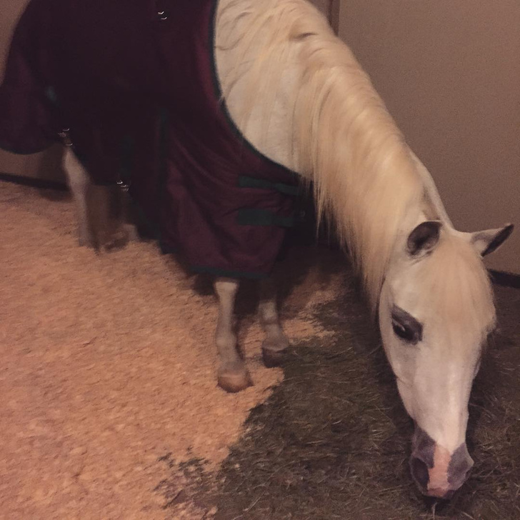 Леди Гага получила лошадь в подарок на Рождество