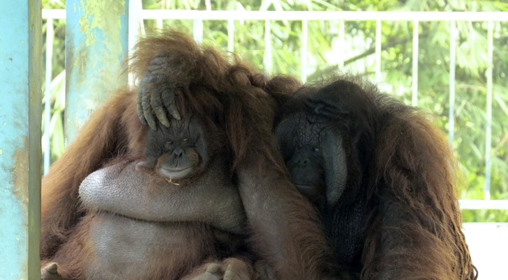 Орангутаны страдают в индонезийском зоопарке