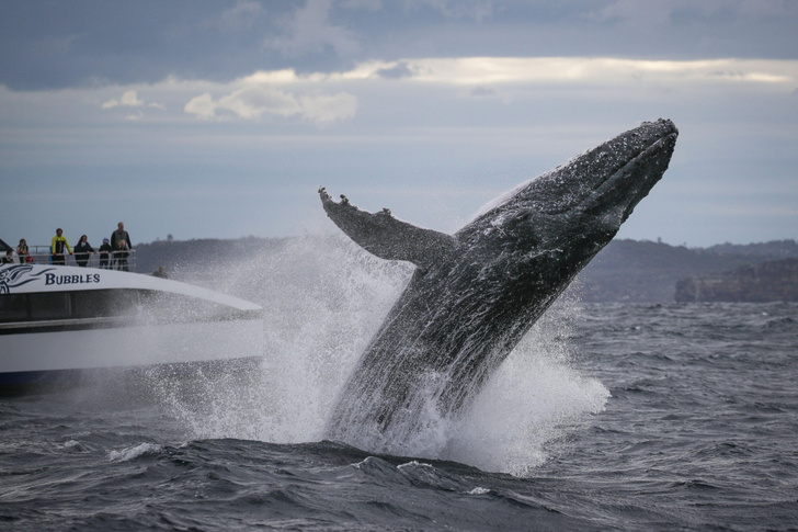 Масштаб трагедии ужасает: послушайте увертюру, из которой убрали ноты по числу погибших китов