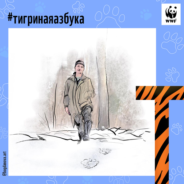 Фото №19 - Тигры от А до Я: WWF России и Woman.ru выпустили карточки об амурском тигре
