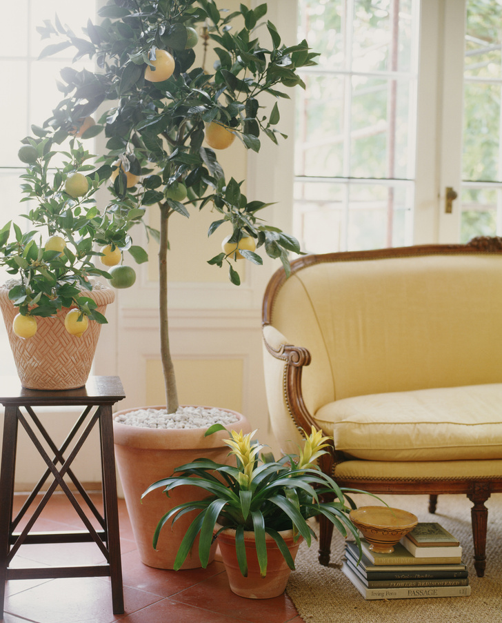 Как вырастить лимон из косточки – лимонное дерево в домашних условиях | Вадим Анистишин | Дзен