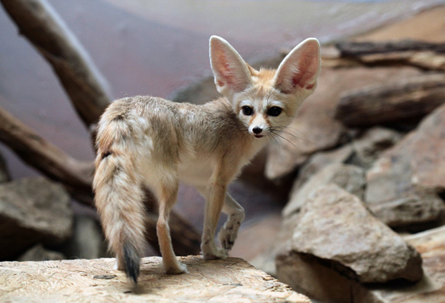 Самые милые животные фото