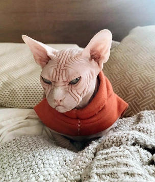 Фотографии котов, которые смотрят на тебя осуждающе