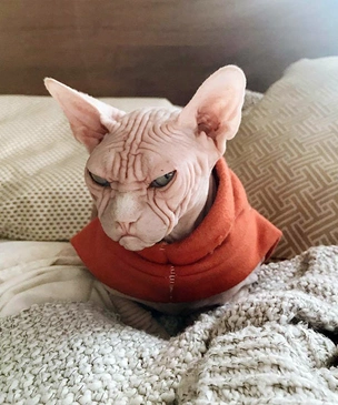 Фотографии котов, которые смотрят на тебя осуждающе