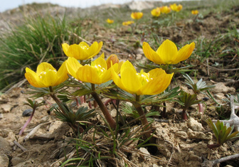 Цветок жизни: в растении из Киргизии нашли вещества для борьбы с раком и многими другими заболеваниями