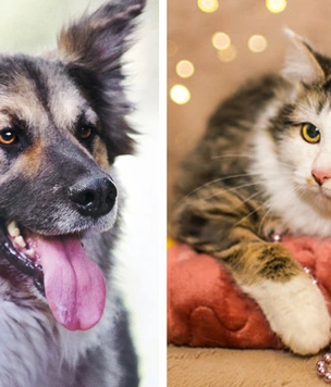 Котопёс недели: кошка Пробирка и собака Малышка