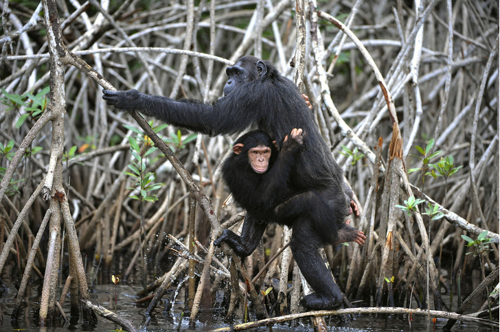 «Мама, смотри, что я нашла»: выявлена особенность шимпанзе, которая роднит их с людьми