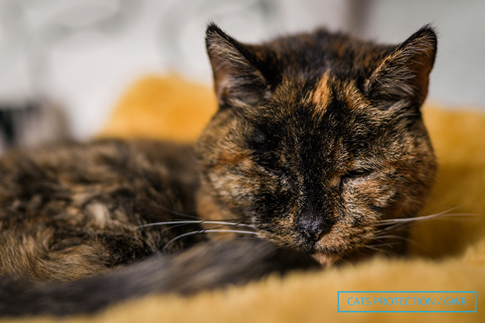 Посмотрите на Флосси — самую старую в мире кошку. Как думаете, сколько ей лет?